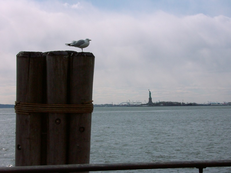 Die Möwe nach Liberty Island