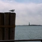 Die Möwe nach Liberty Island