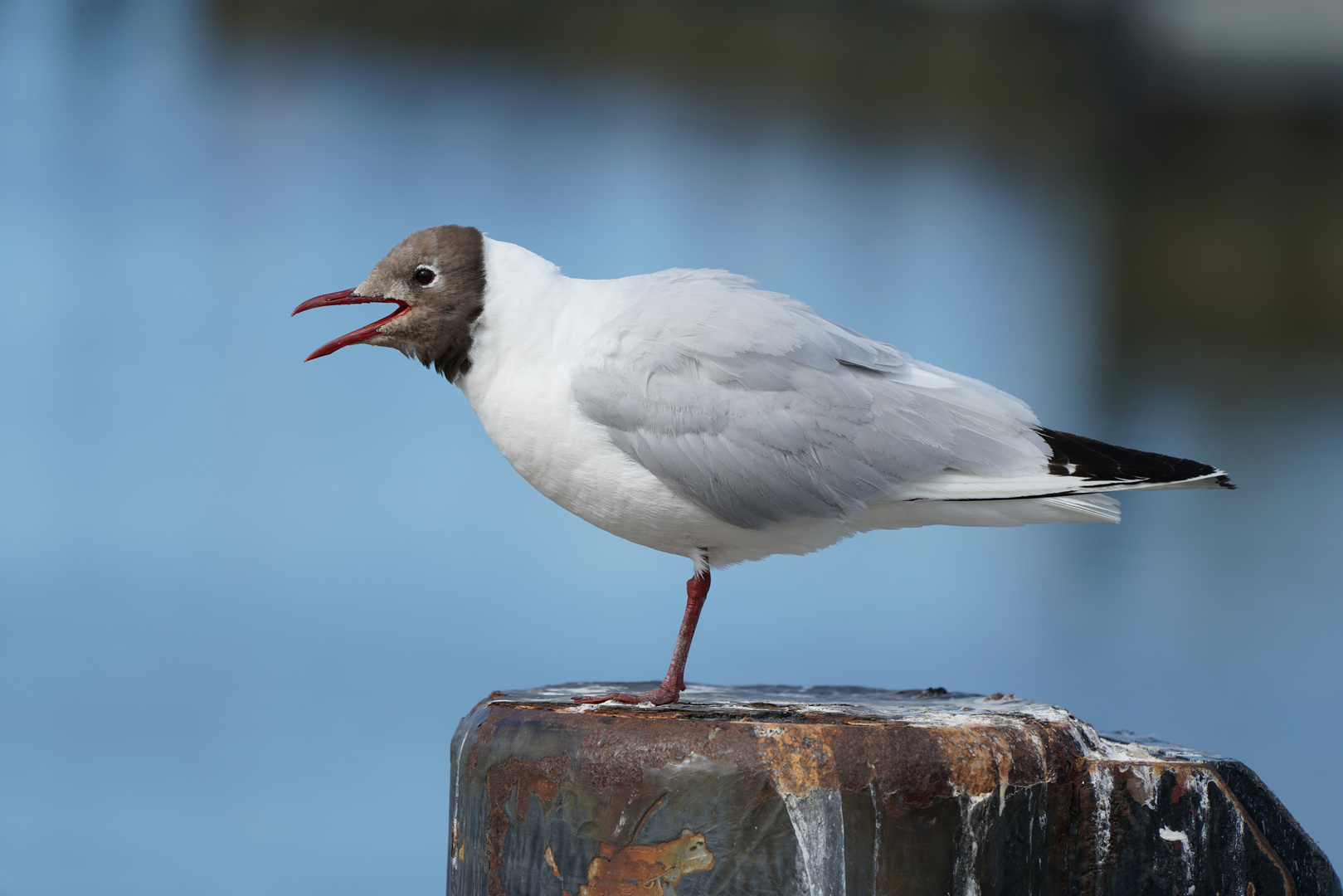 die Möwe ruft