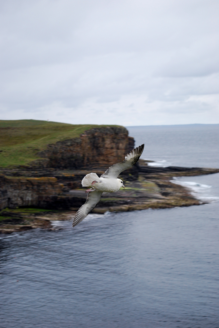 Die Möwe - seagull