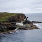 Die Möwe - seagull