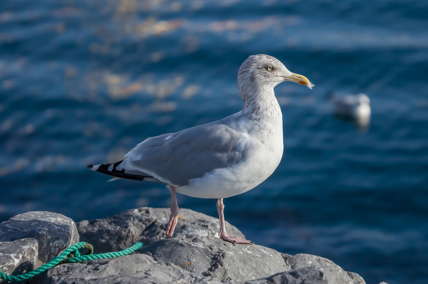 Die Möwe , Seelenführerin durch die Gezeiten