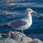 Die Möwe , Seelenführerin durch die Gezeiten