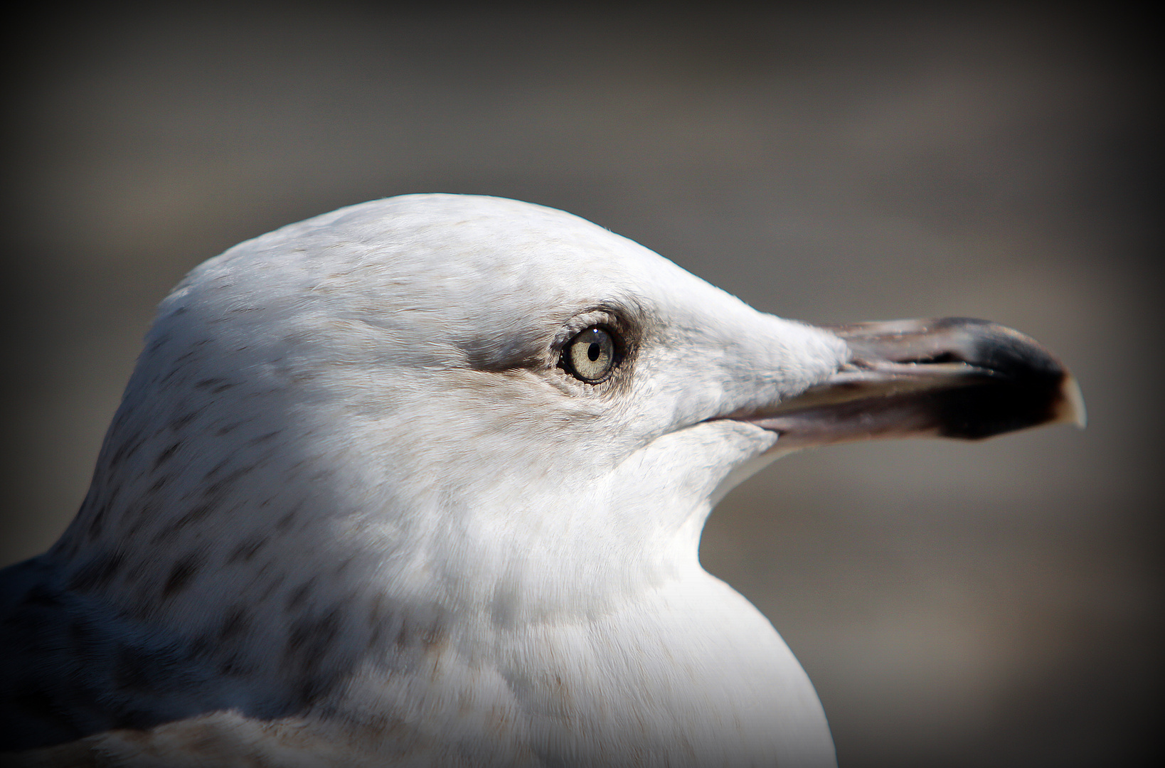 Die Möwe und das Auge