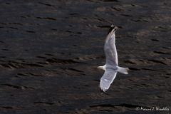 Die Möwe und das Meer