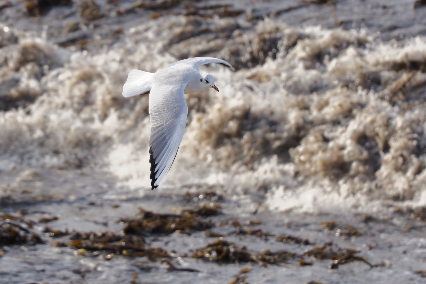 Die Möwe und das Meer