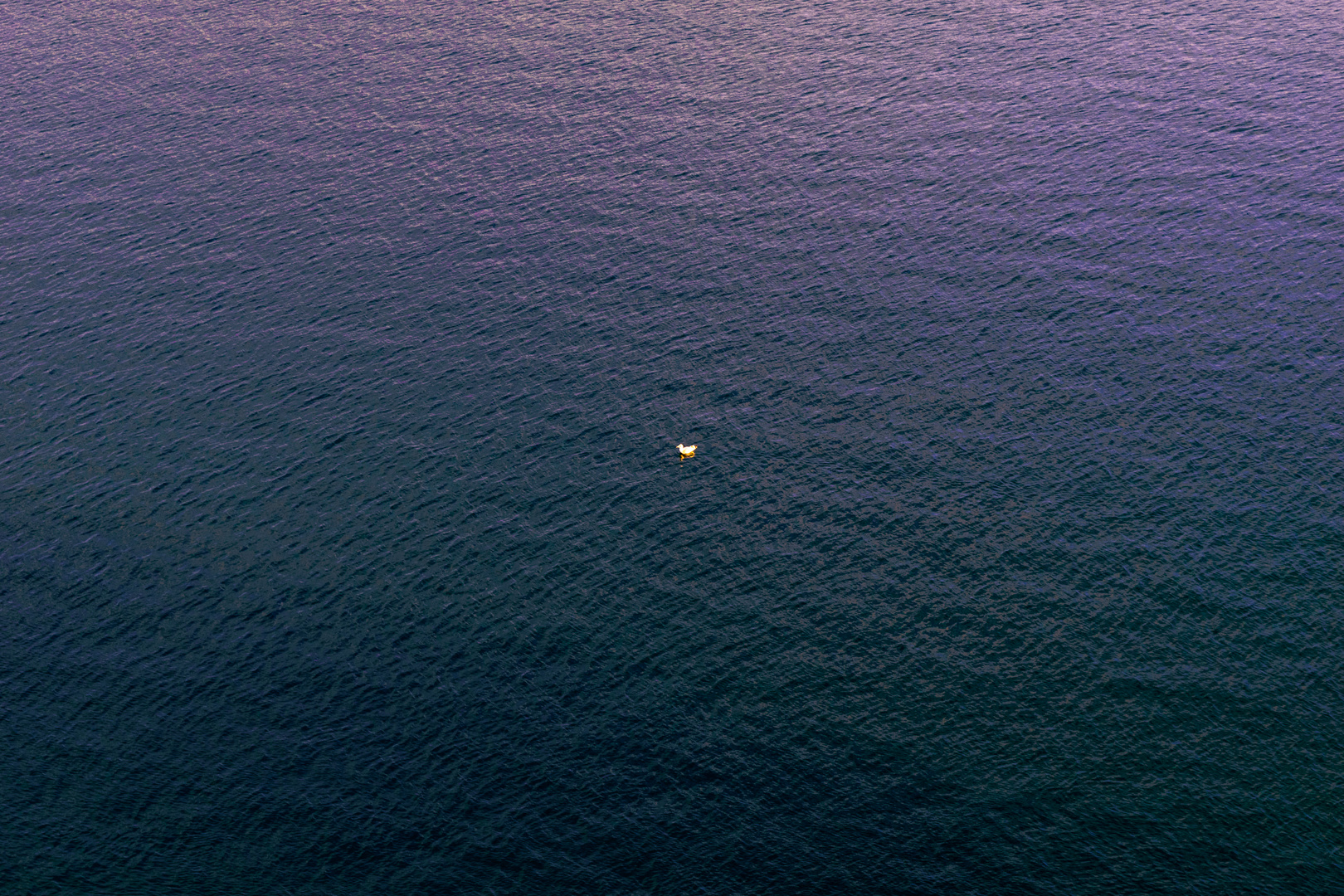 Die Möwe und das Meer