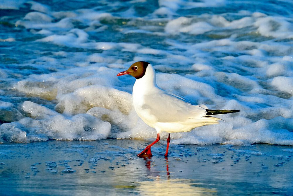 Die Möwe und das Meer