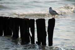 Die Möwe und das Meer