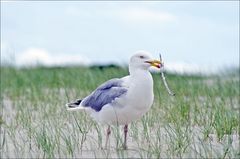 Die Möwe und das Stöckchen