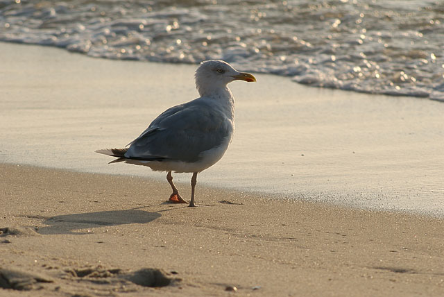 Die Möwe und das weite Meer