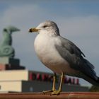 Die Möwe und der Delphin