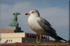 Die Möwe und der Delphin