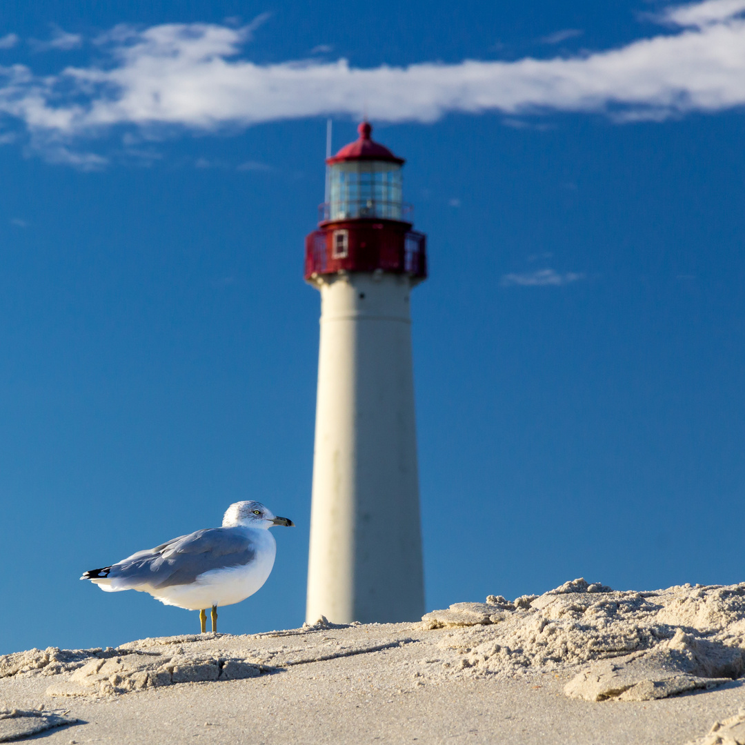 Die Möwe und der Leuchtturm