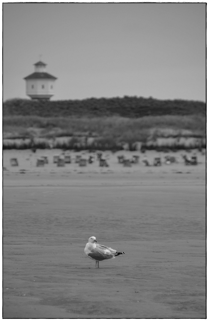 Die Möwe und der Wasserturm