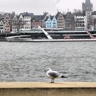 Die Möwe und die Altstadt 