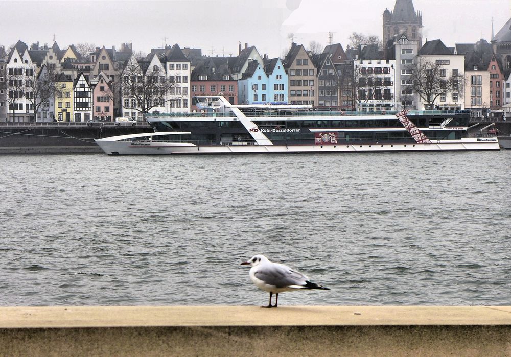 Die Möwe und die Altstadt 