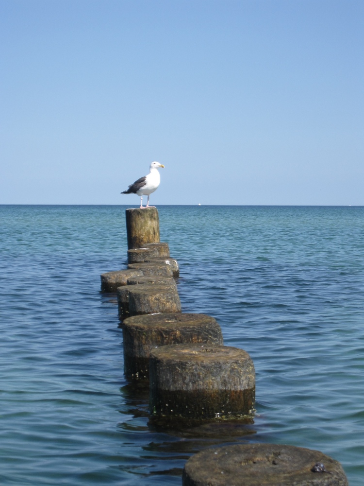 die möwe und ihre buhnen