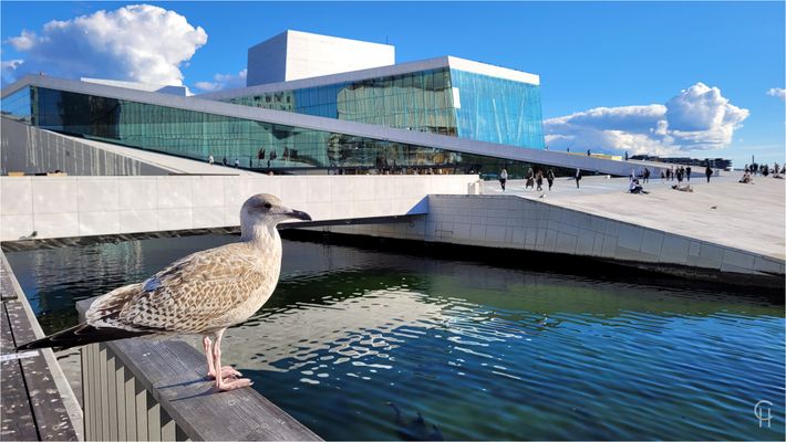 Die Möwe vom Opernhaus Oslo