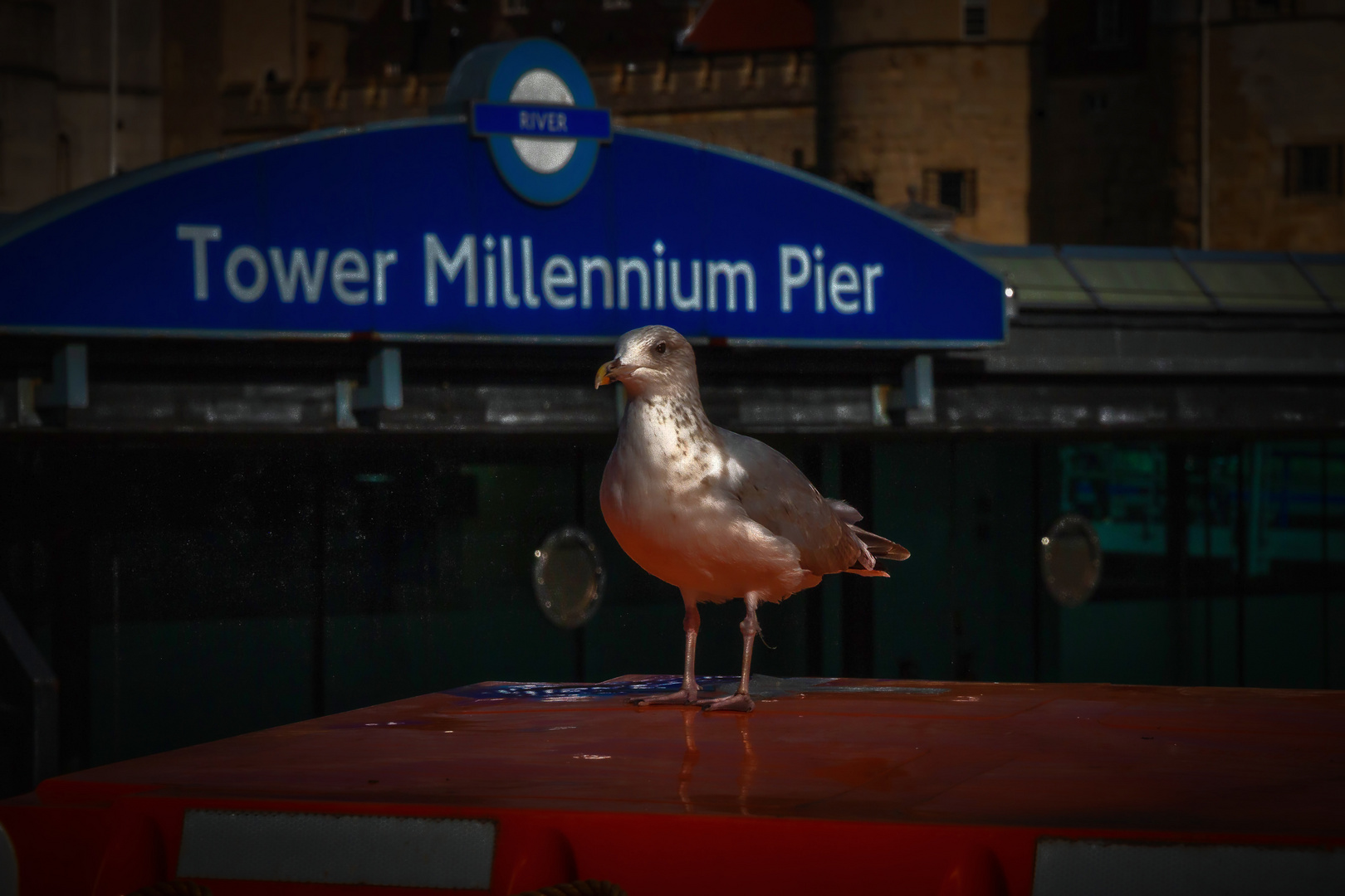 Die Möwe vom Tower Millennium Pier