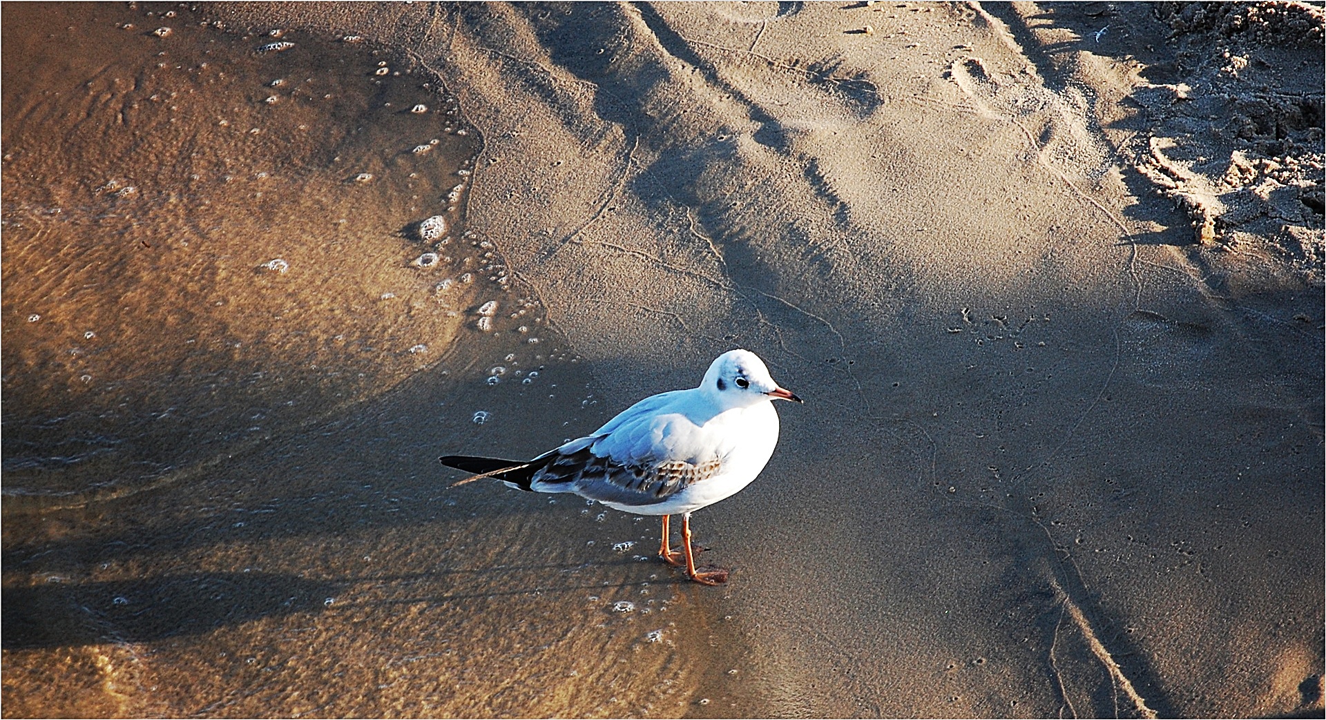 die Möwe von Ahlbeck