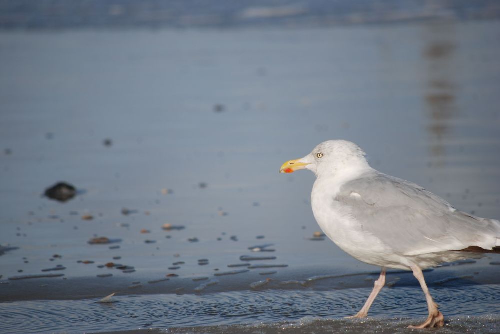 Die Möwe von Borkum