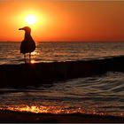 Die Möwe von Graal-Müritz...