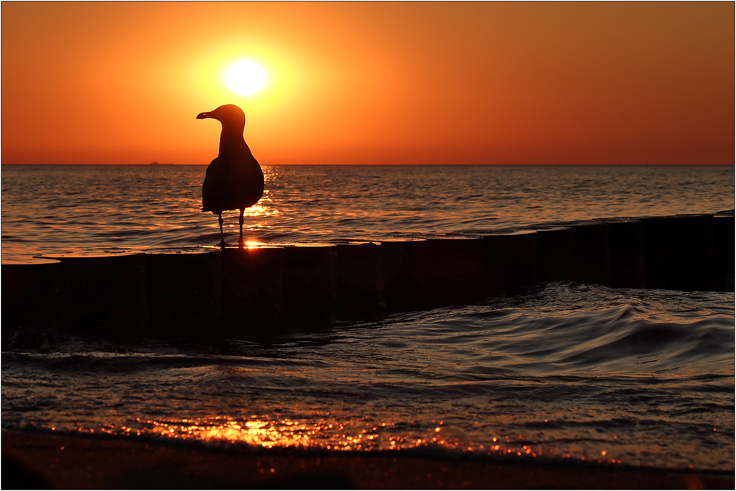Die Möwe von Graal-Müritz...