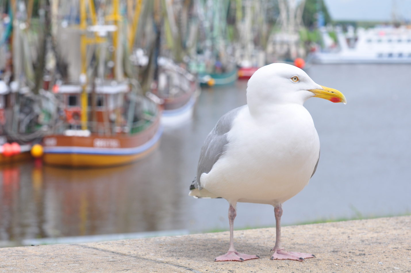 Die Möwe von Greetsiel