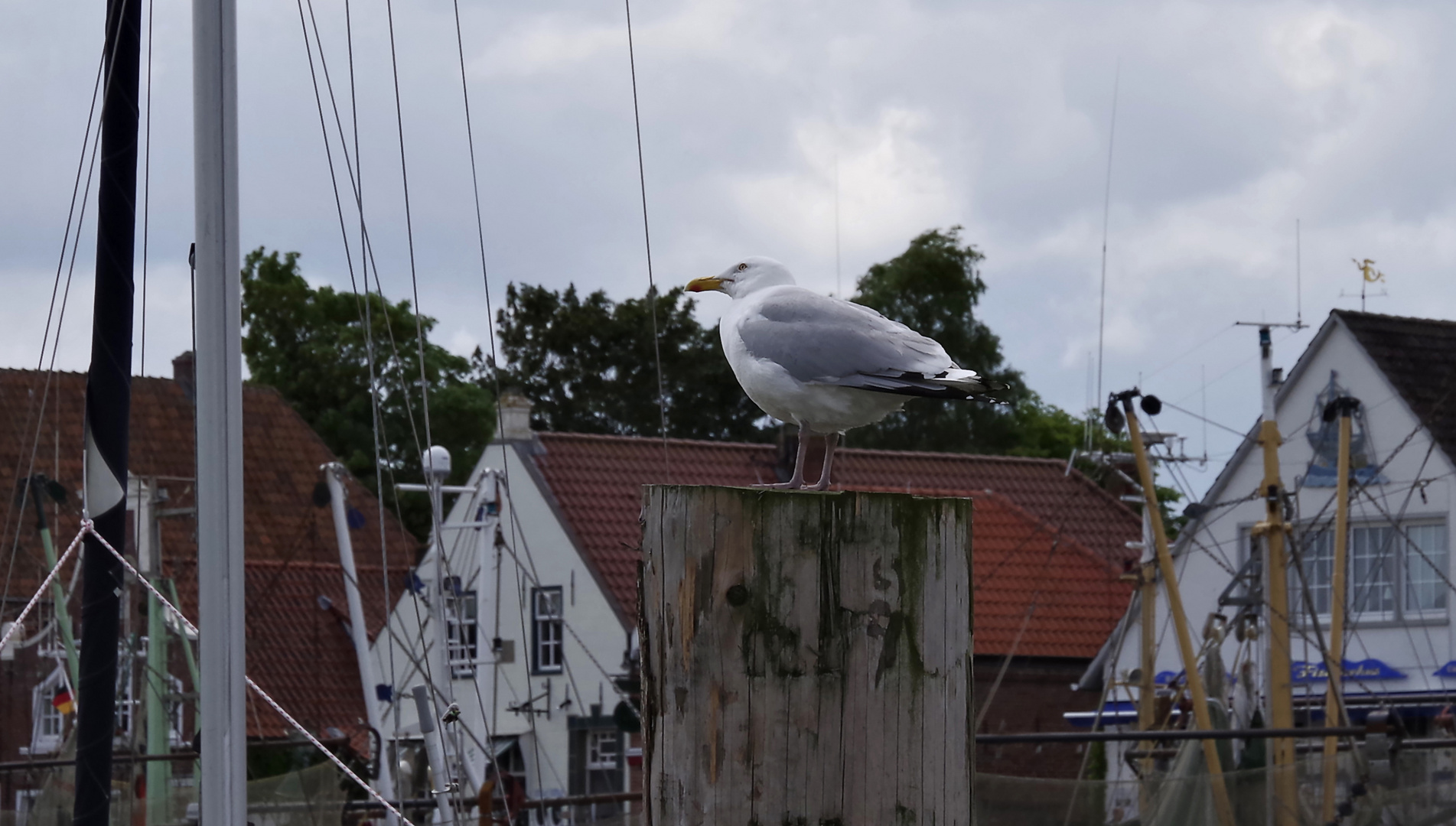 ...die Möwe von Greetsiel