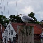 ...die Möwe von Greetsiel