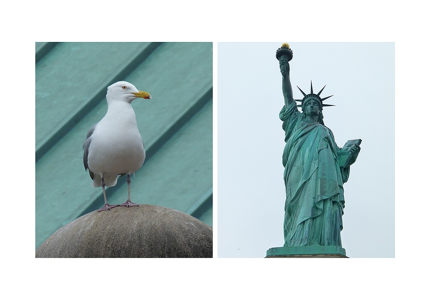 ...die Möwe von Liberty Island...