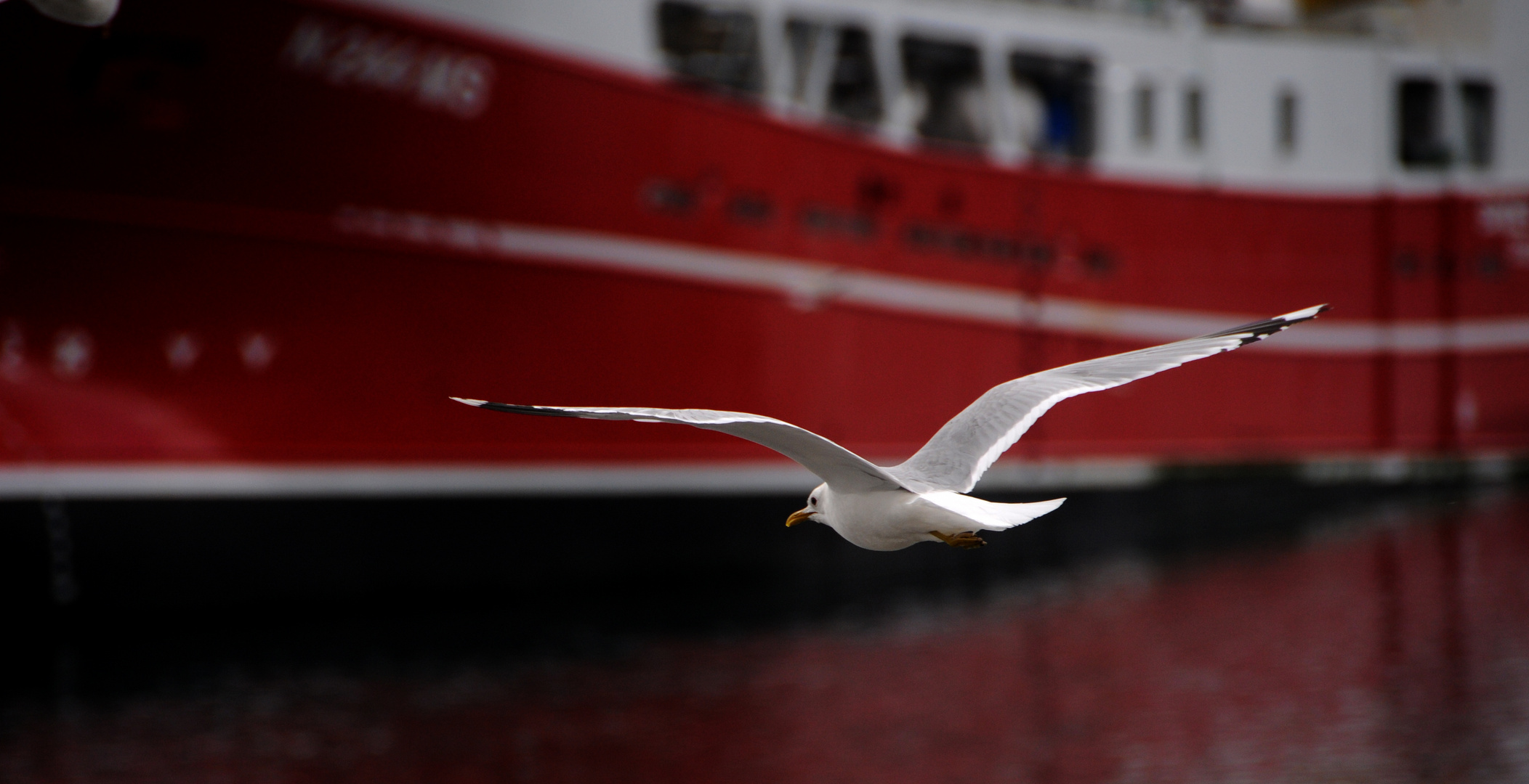 Die Möwe von Norwegen