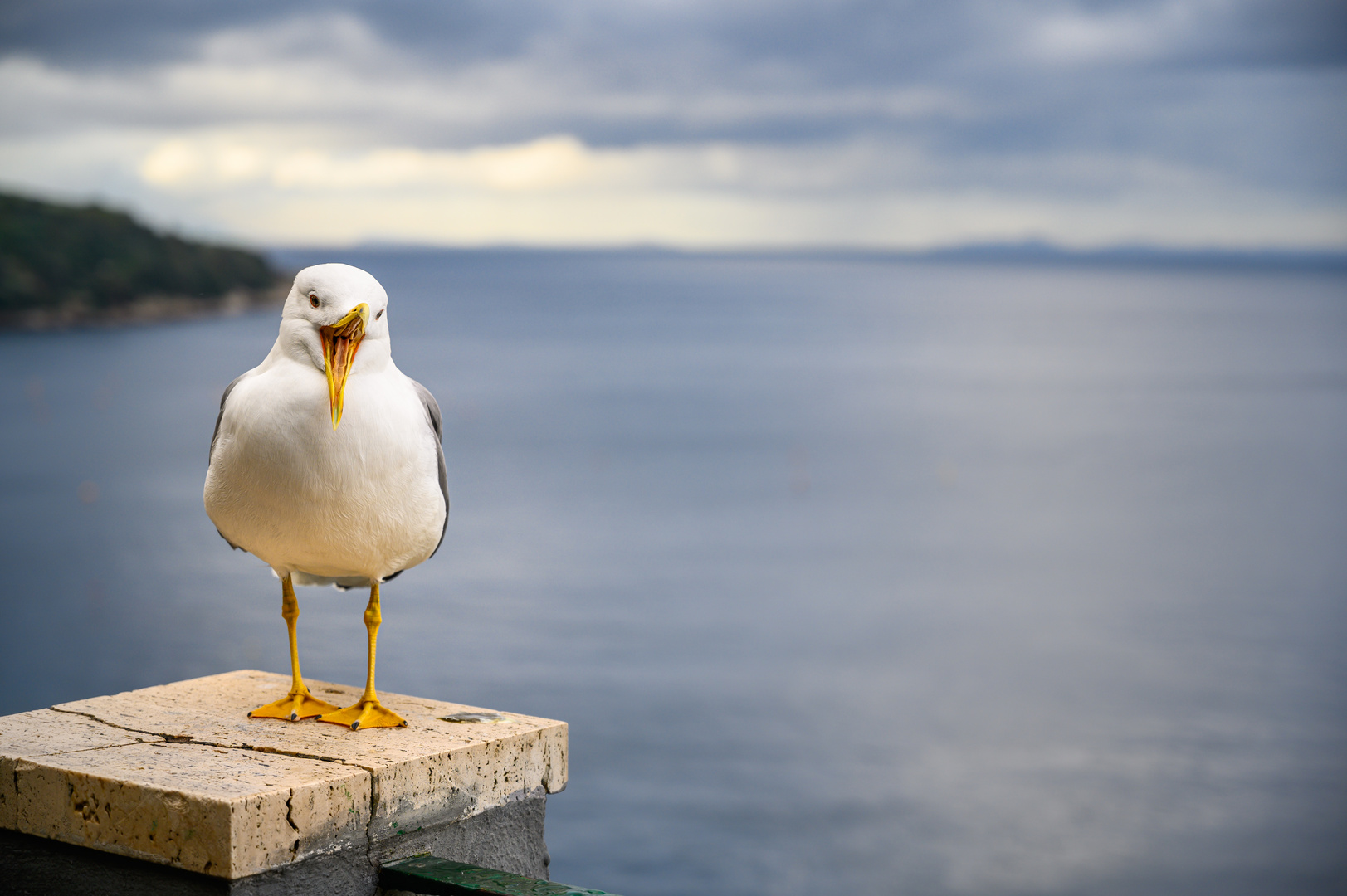 Die Möwe von Sorrento