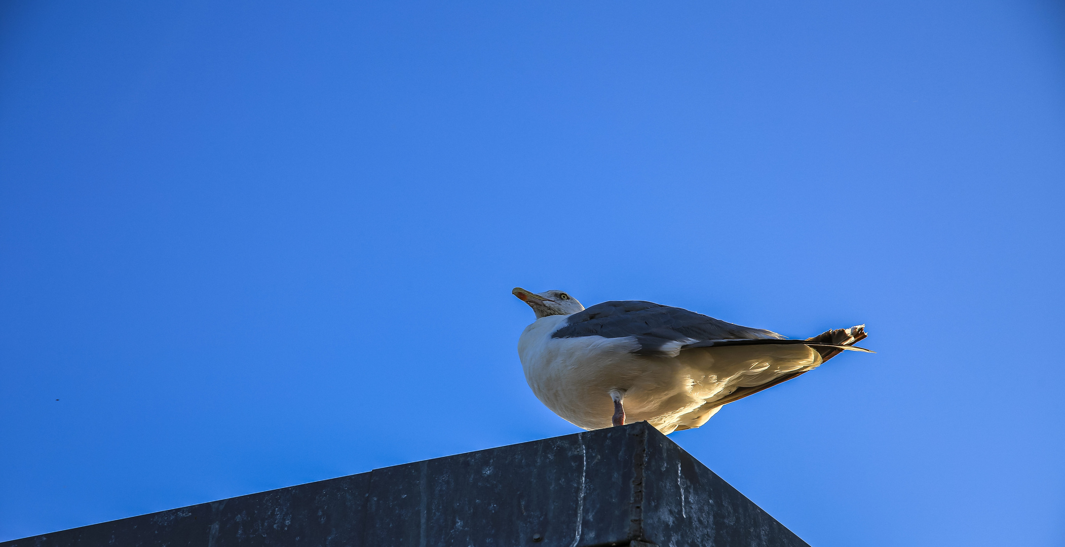 Die Möwe vor dem....