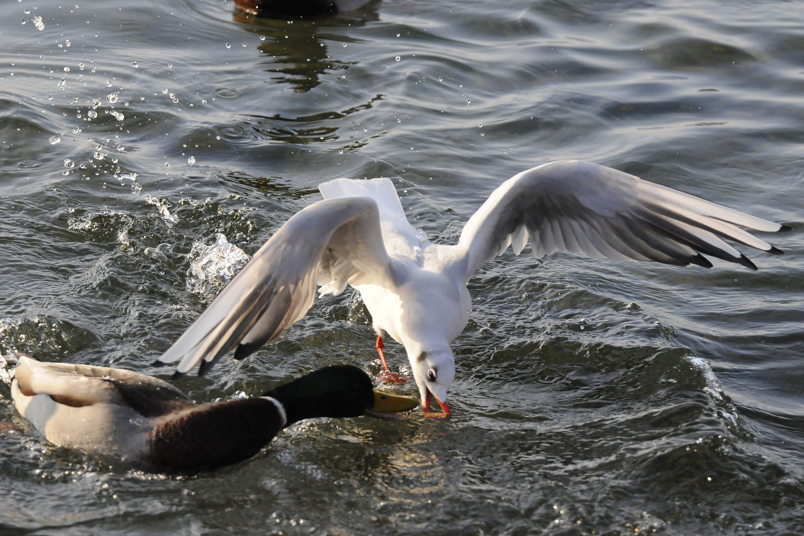 Die Möwe war schneller