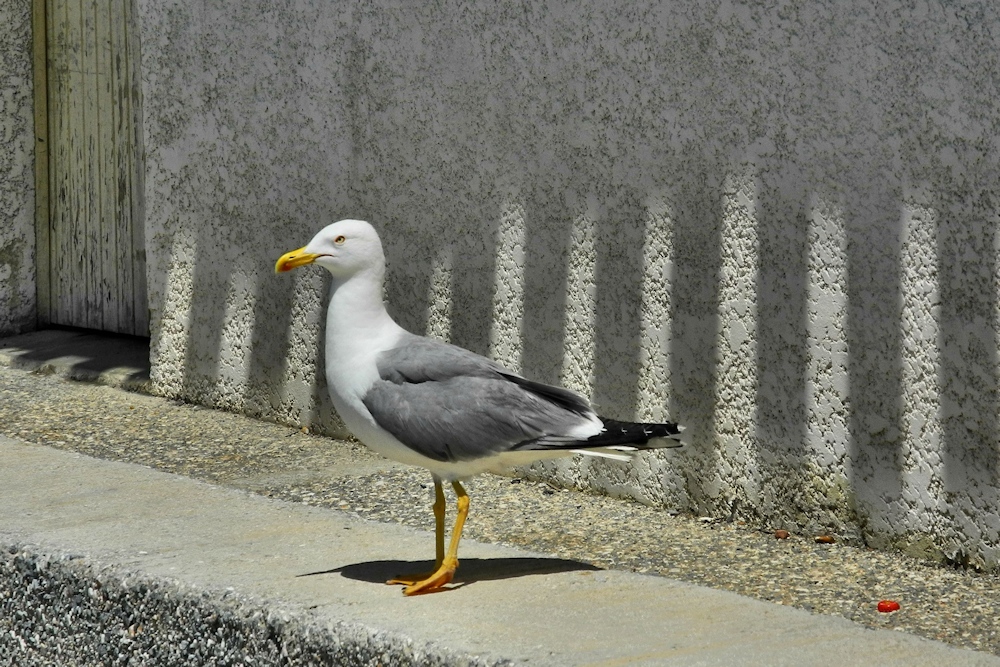 die Möwe wartet....