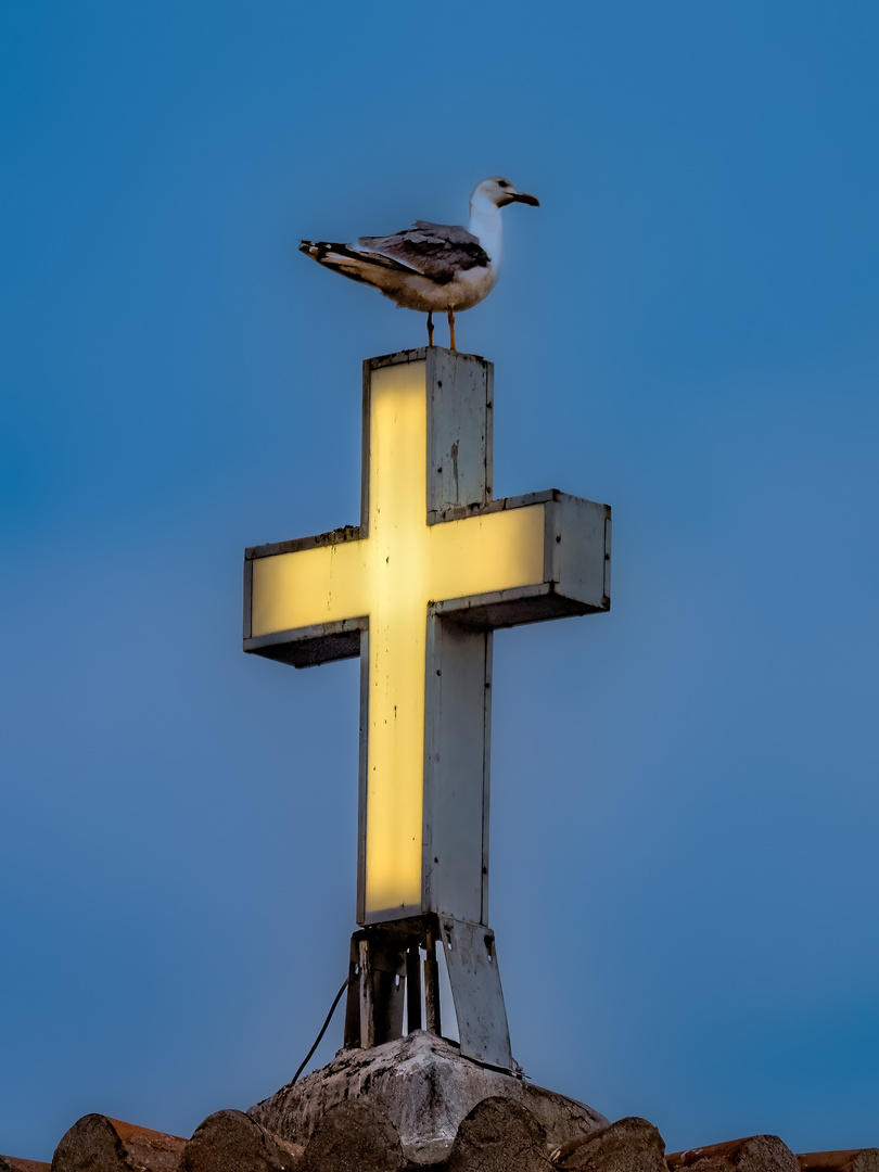 Die Möwe zum Sonntag