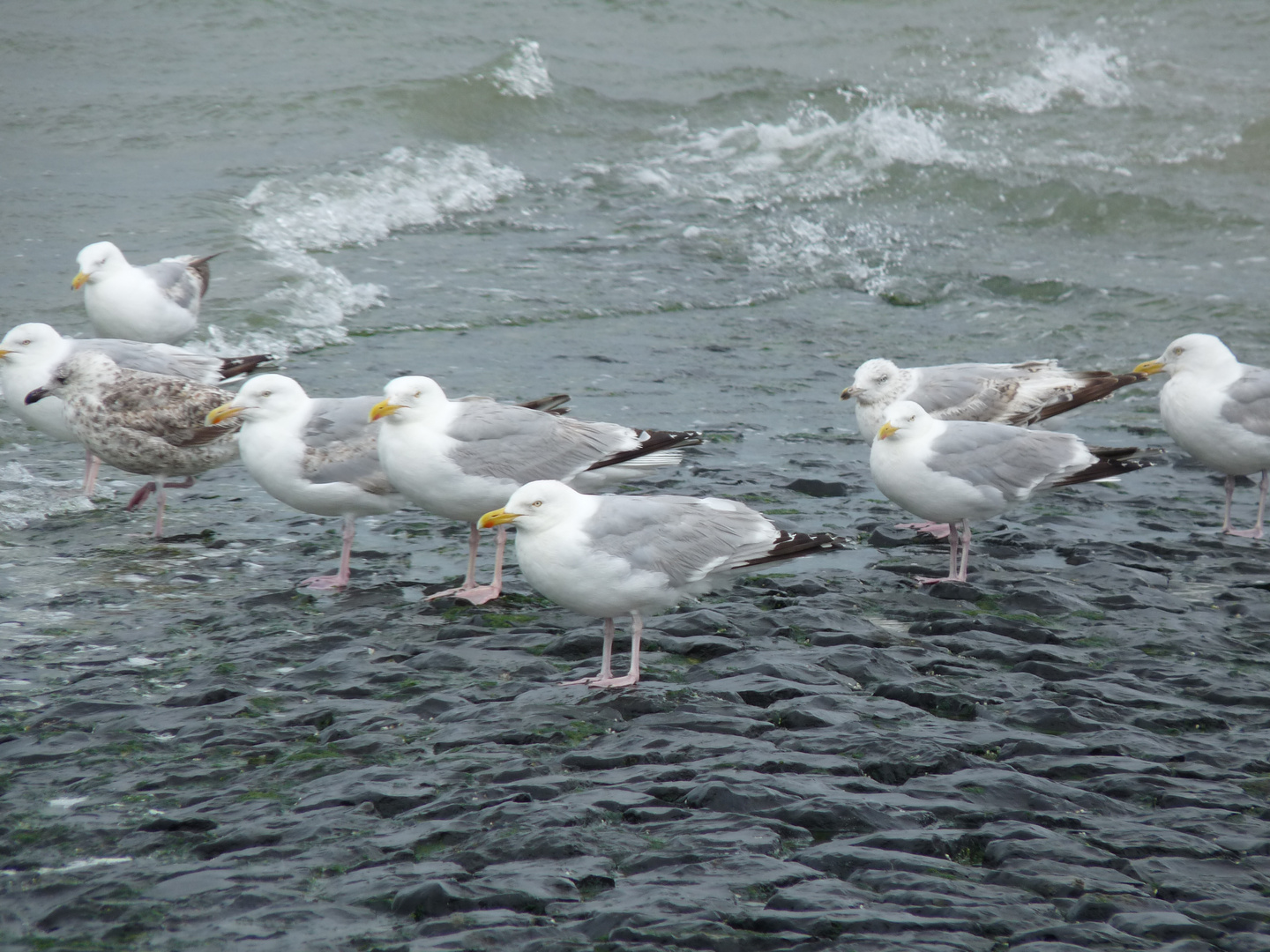 Die Möwen Foto & Bild | tiere, wildlife, wild lebende vögel Bilder auf