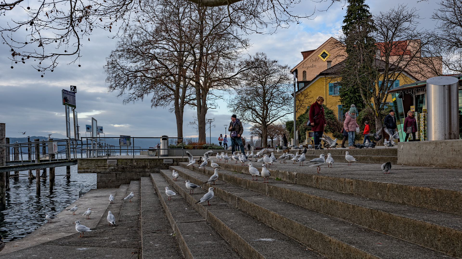 die Möwen am Bodensee