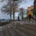 die Möwen am Bodensee