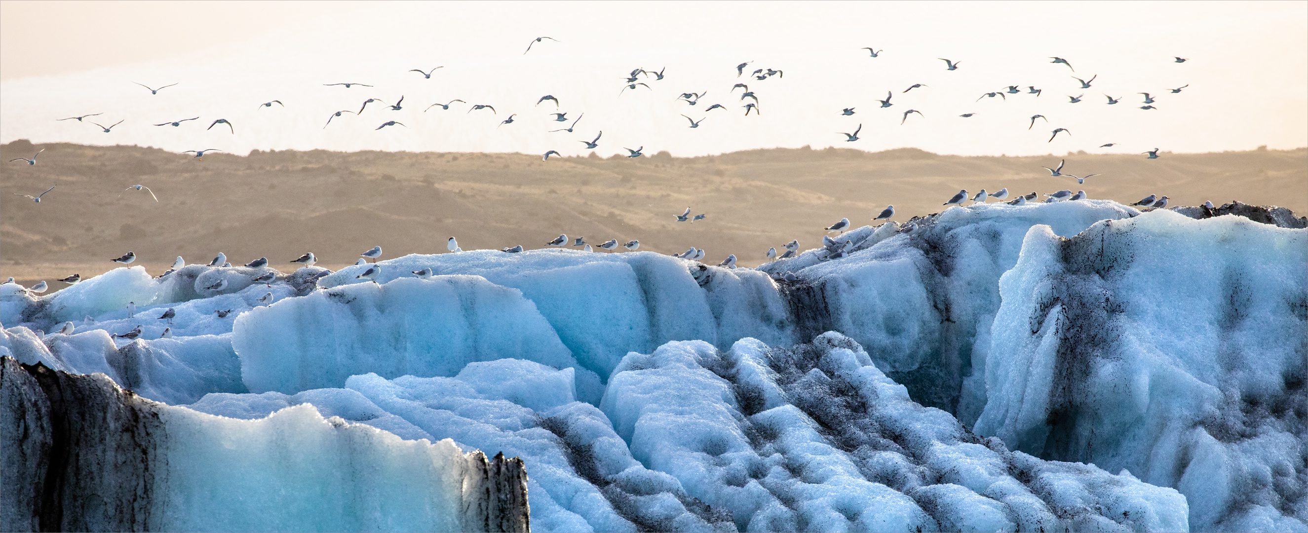 Die Möwen am Jökulsarlon