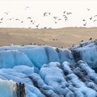 Die Möwen am Jökulsarlon