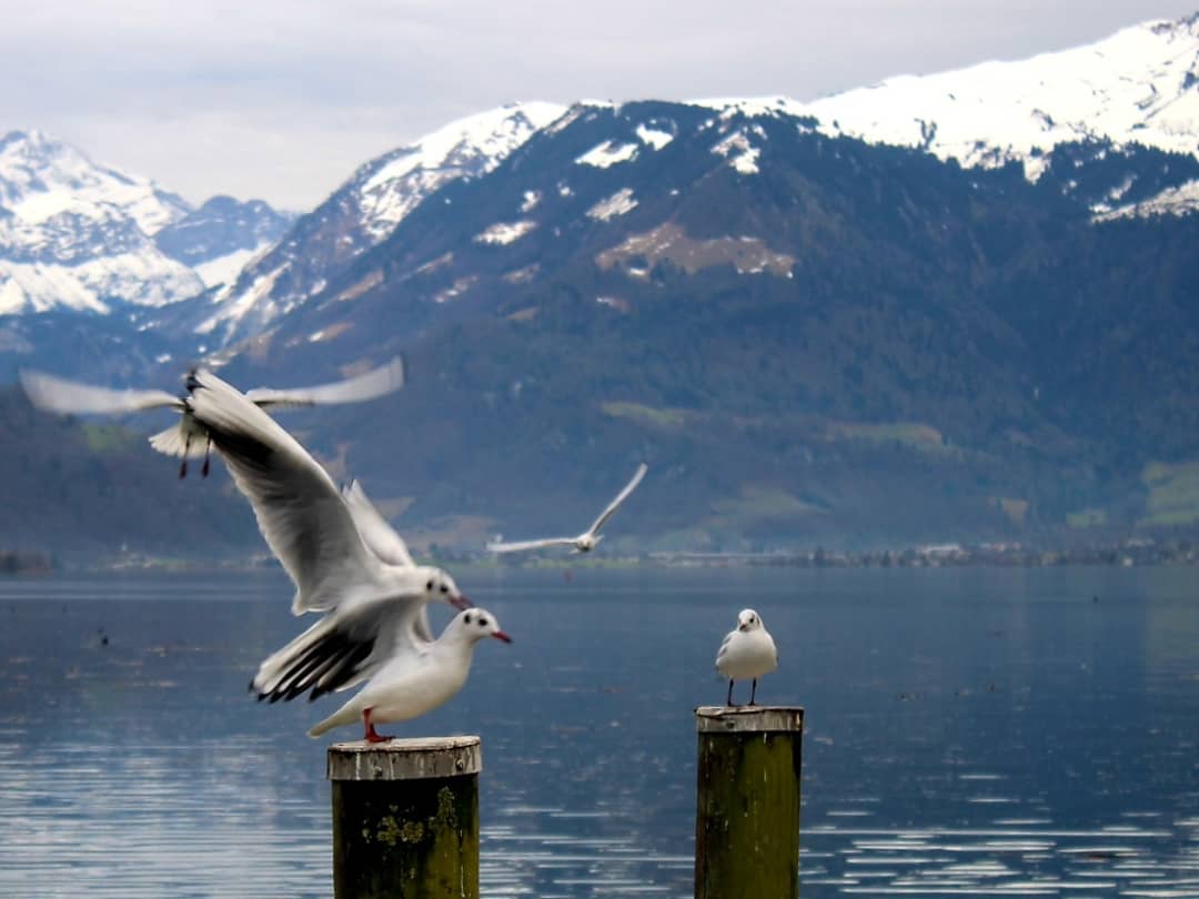 Die Möwen am Sarnersee