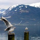 Die Möwen am Sarnersee