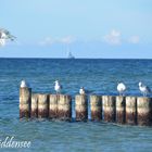 Die Möwen Erholungs -Buhnen