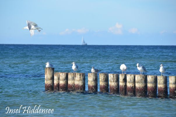 Die Möwen Erholungs -Buhnen
