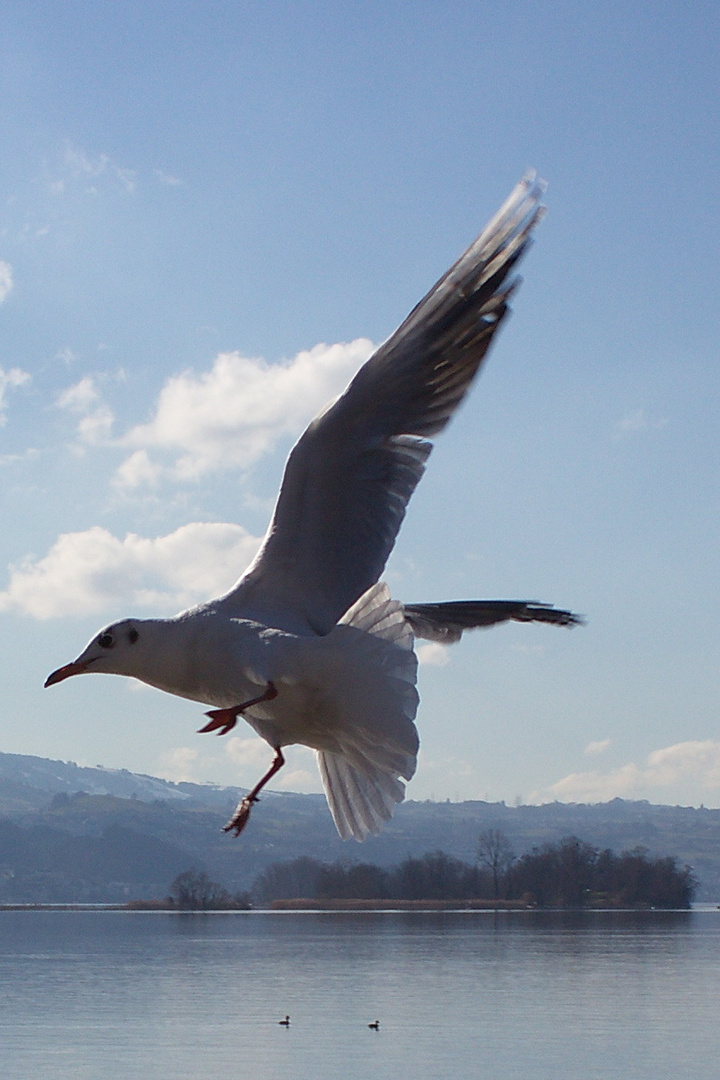 Die Möwen im Anflug