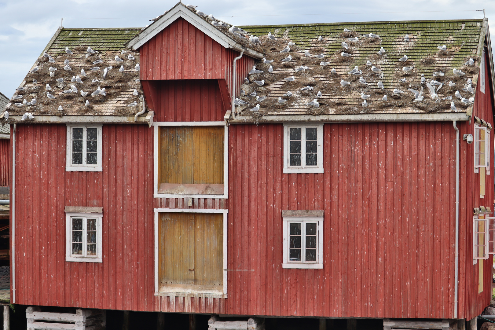 Die Möwen in Rørvik haben den ganzen Hafen besiedelt.