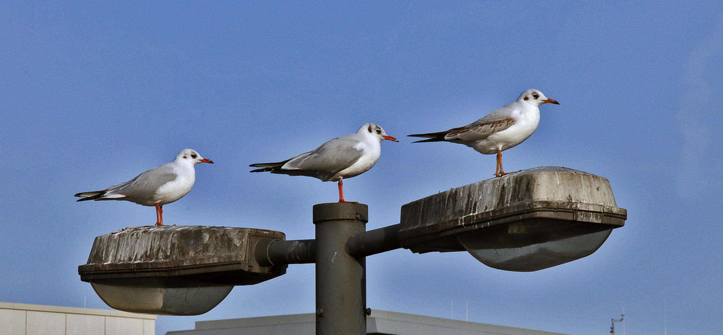 die Möwen sehen alle aus,....... Foto & Bild natur, tiere, vögel Bilder auf die Möwen sehen alle aus,....... Foto & Bild natur, tiere, vögel Bilder auf